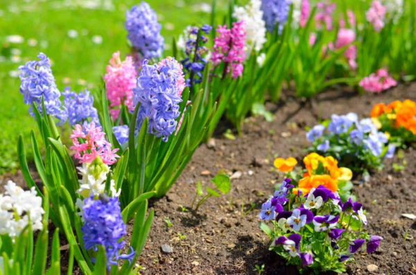 Taman dengan tanaman bunga berwarna-warni